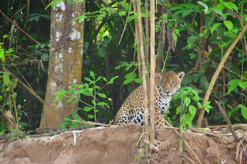 © Madidi Jungle Ecolodges © Madidi Jungle Ecolodges