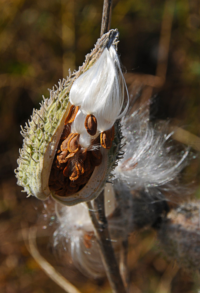 Crédit: Milkweed Pod 