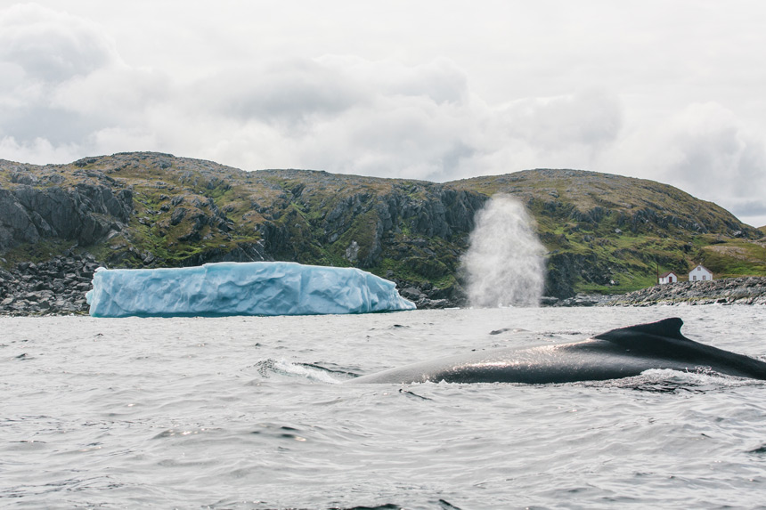 Iceberg et baleine au large de Quirpon Island © Newfoundland and Labrador Tourism - Finn Beals