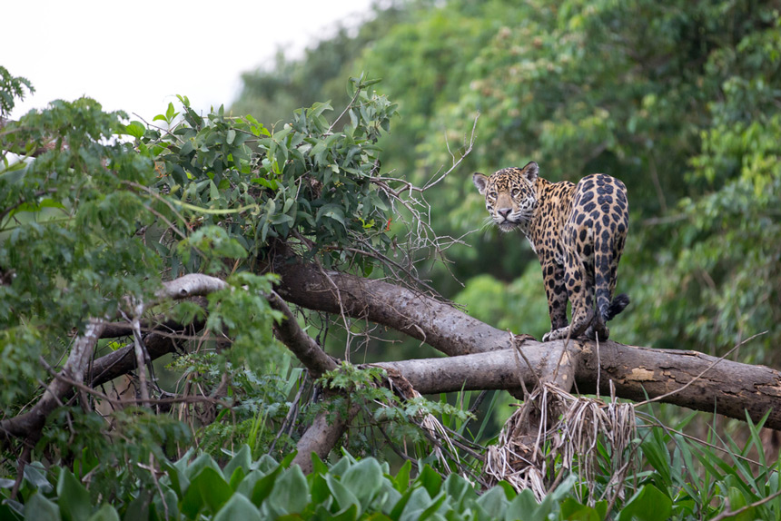 Jaguar Costa Rica © Shutterstock