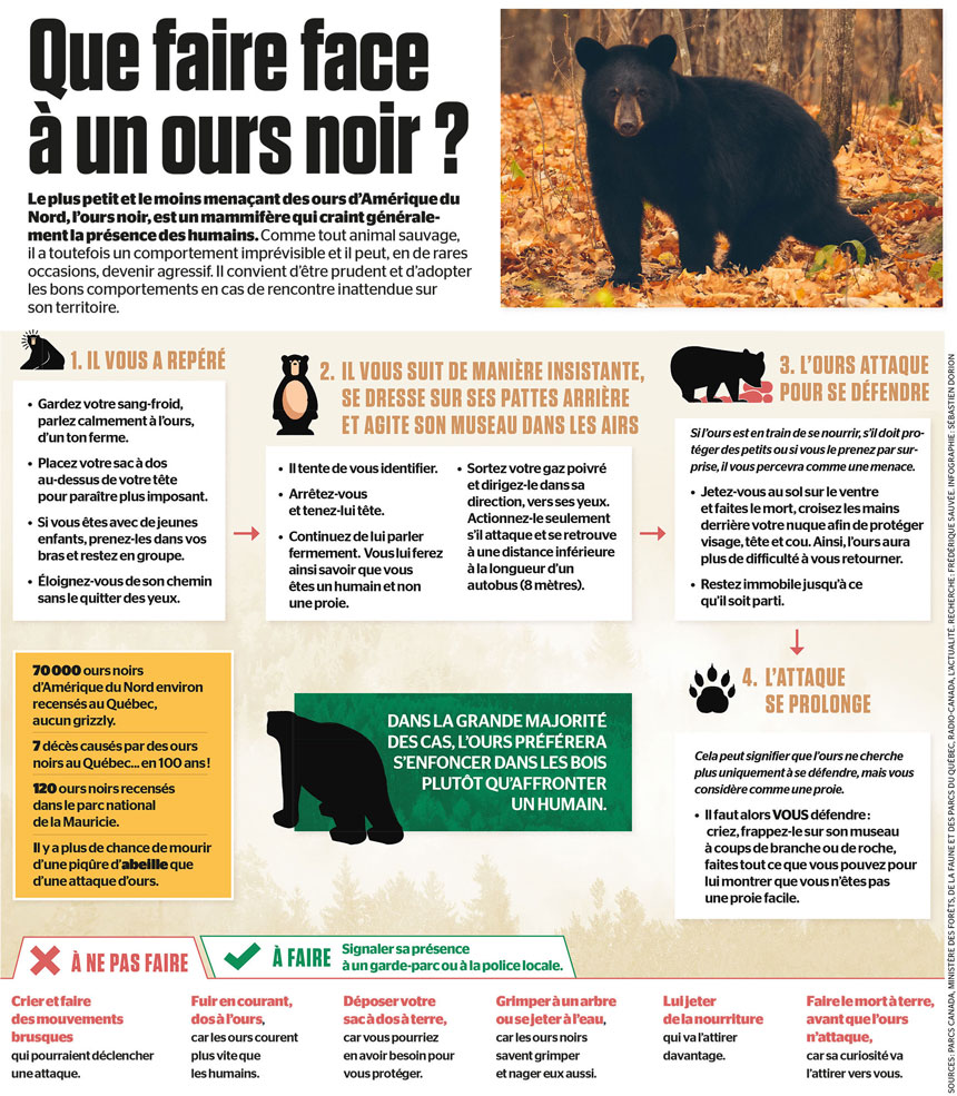 Conseils, Guide de survie : que faire face à un ours?