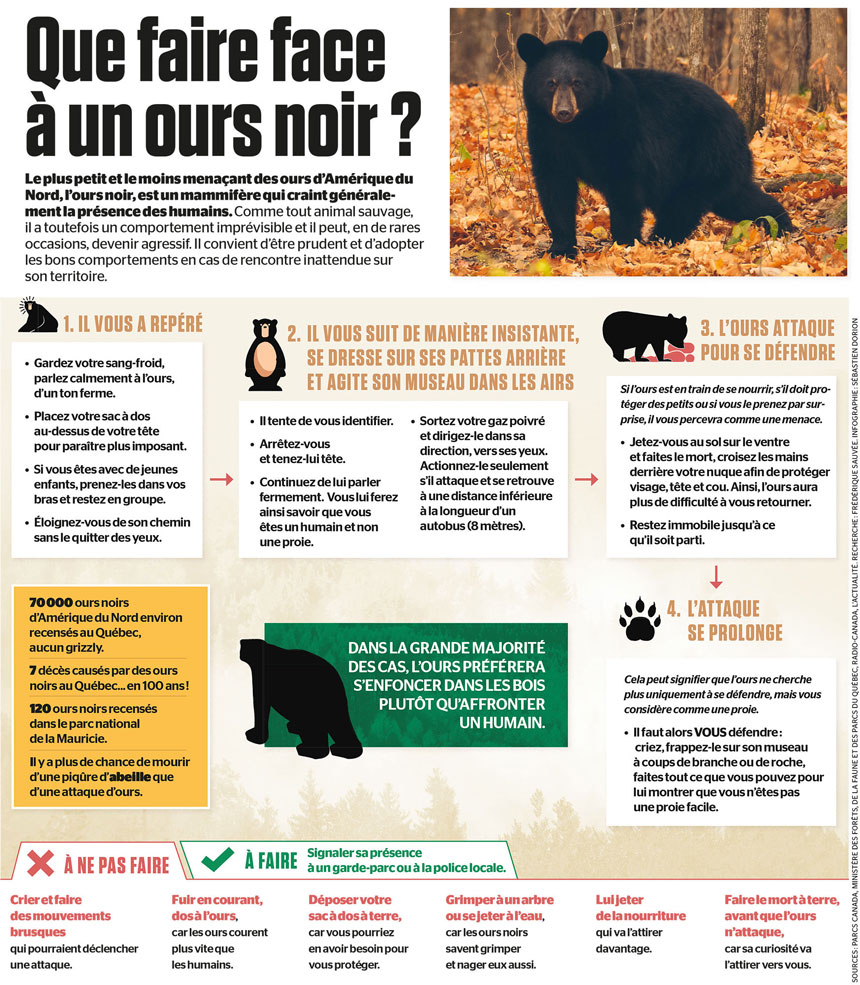 Conseils, Comment réagir face à un animal sauvage?