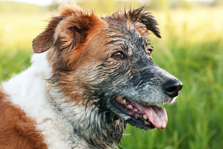 randonnée printanière avec son chien et dans la boue © Pawel Horazy / Shutterstock.com 