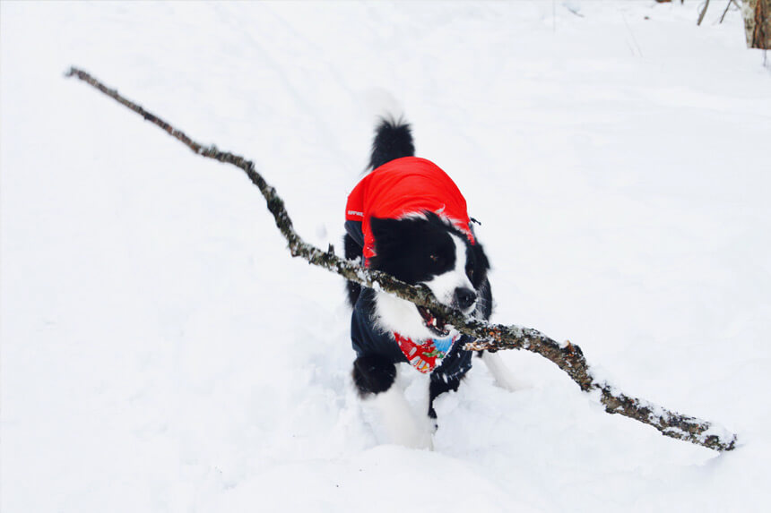 Chaï en randonnée hivernale © Nathalie Rivard