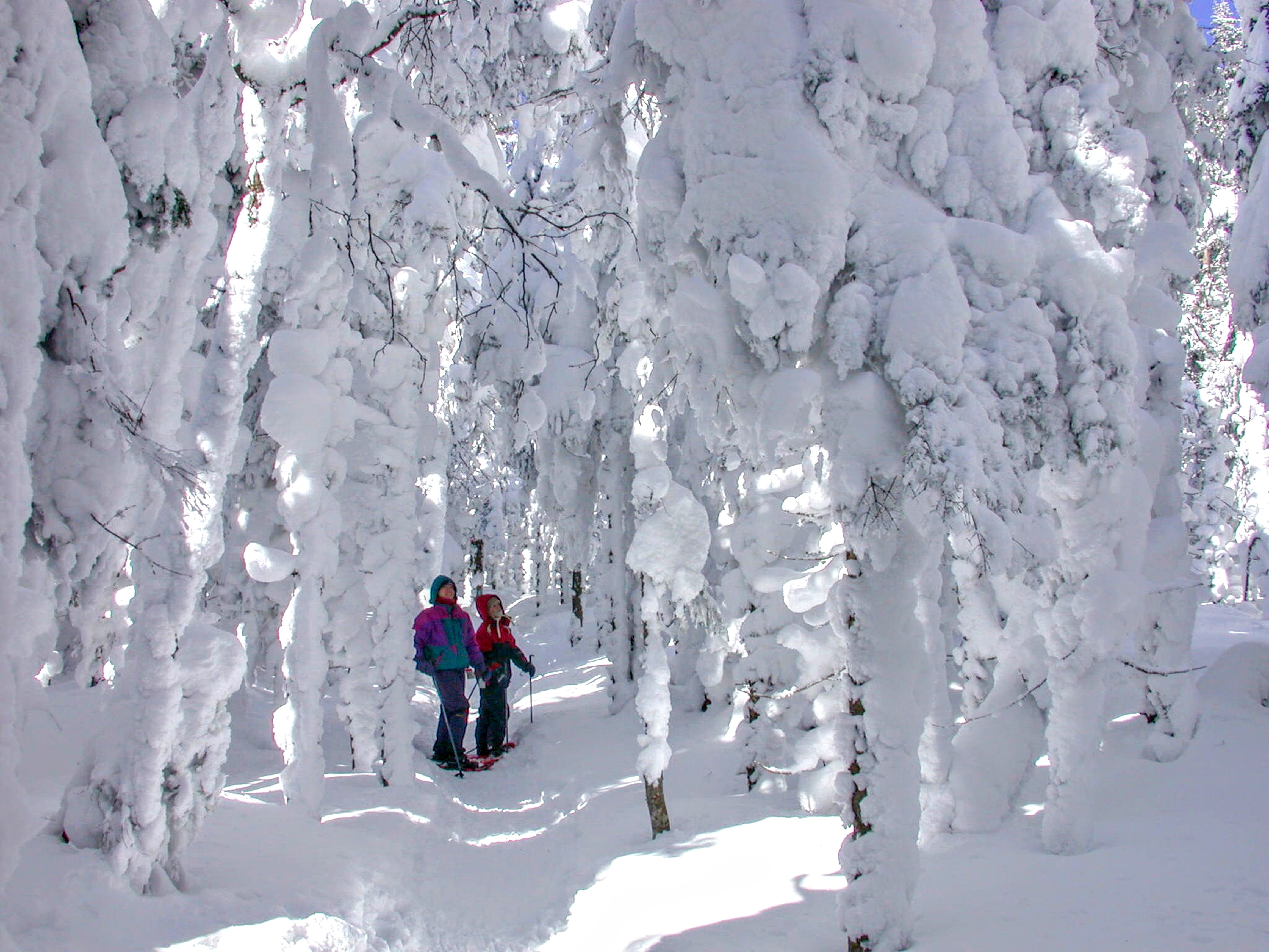 2282 6 randonnees parmi les fantomes de neige