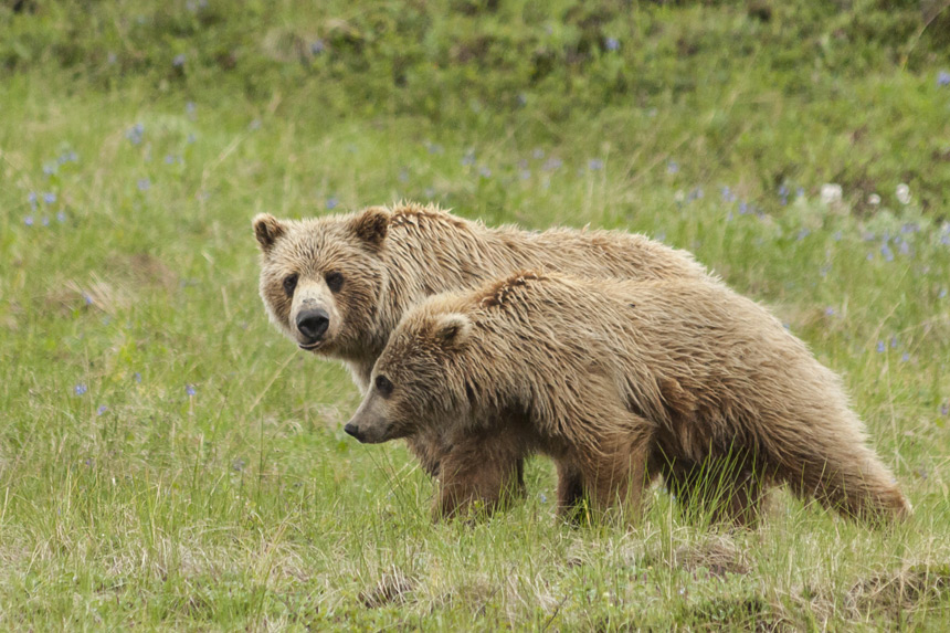 Grizzlys au parc national Denali  Michelle Holihan, Shutterstock
