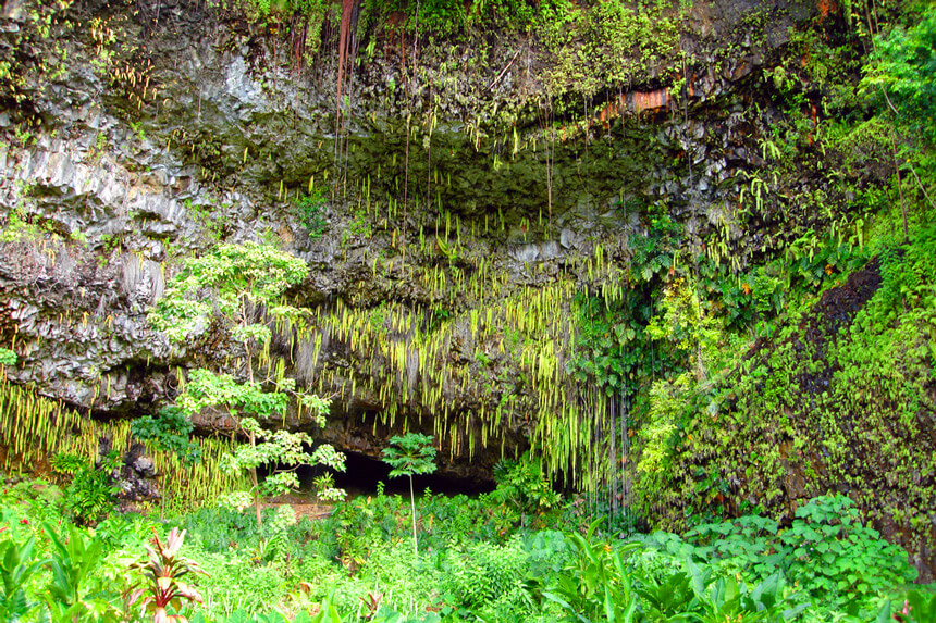 Grotto Fern © Shutterstock - Cloudia Spinner