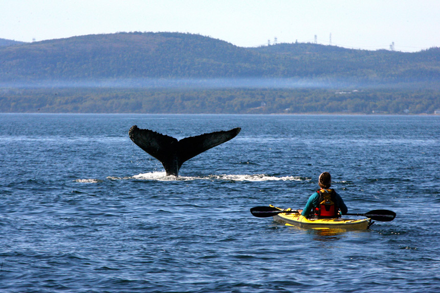 Kayak et baleine sur le St Laurent © Shutterstock - Eric Valenne Geostory