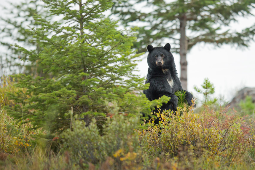 Ours noir © Rostislav Stach - Shutterstock