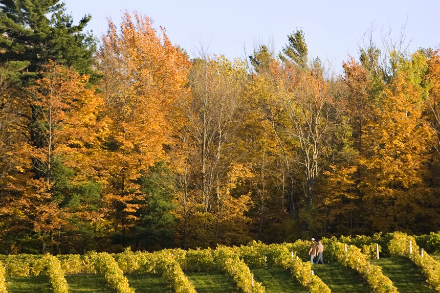 Vignoble Cote Ardoise  Sebastien Larose